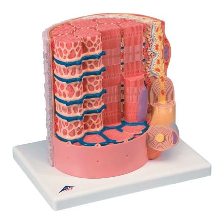 Fabrication Enterprises 3B Anatomical Model - Microanatomy Muscle Fiber - 10,000 Times Magnified 971516